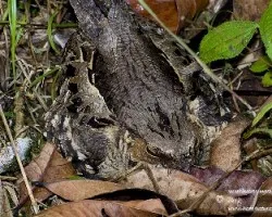 Nyctidromus albicollis