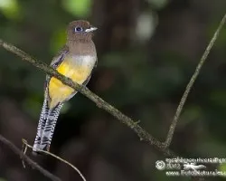 Trogon rufus