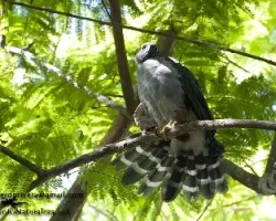 Accipiter bicolor