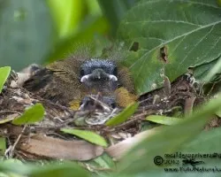 Ramphocelus passerinii