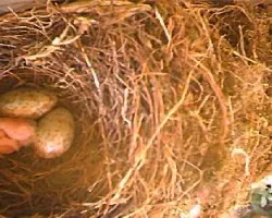 Turdus grayi