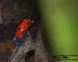 Oophaga pumilio