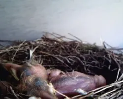 Turdus grayi