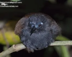 Myrmeciza exsul