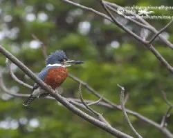 Megaceryle torquata