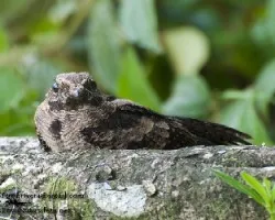 Nyctidromus albicollis