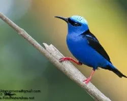 Cyanerpes cyaneus