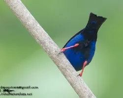Cyanerpes cyaneus