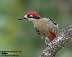 Melanerpes pucherani