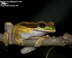 Smilisca phaeota