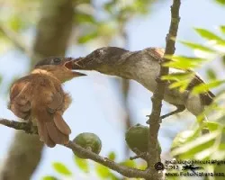 Pachyramphus aglaiae