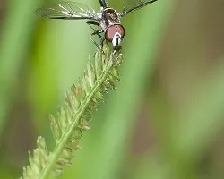 Mosca Sin Id