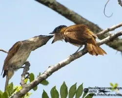 Pachyramphus aglaiae