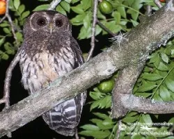 Ciccaba virgata