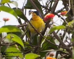 Parula pitiayumi