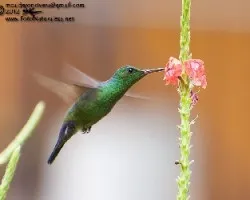 Amazilia saucerrottei