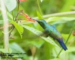 Amazilia saucerrottei
