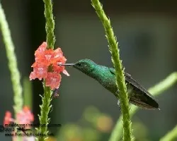 Amazilia saucerrottei