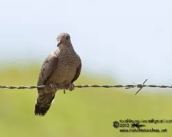 Columbina passerina