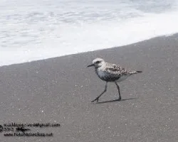 Pluvialis squatarola