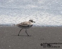 Pluvialis squatarola