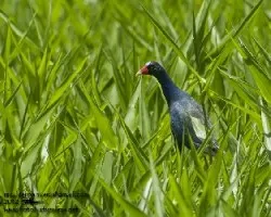 Porphyrio martinica