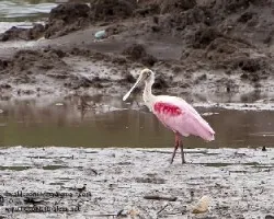 Platalea ajaja