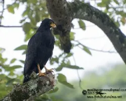 Buteogallus anthracinus