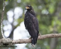 Buteogallus anthracinus