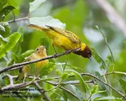 Setophaga petechia erithachorides