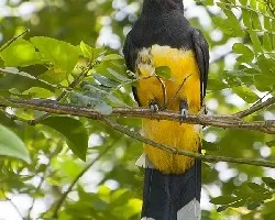 Trogon melanocephalus