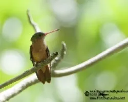 Amazilia rutila