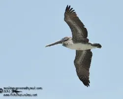 Pelecanus occidentalis