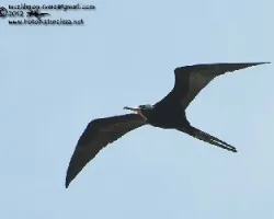 Fregata magnificens