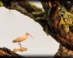 Eudocimus albus