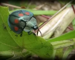 Insecto