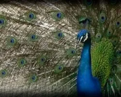 Pavo Real