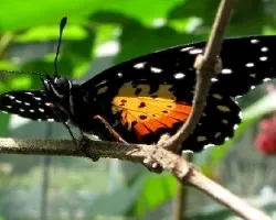 Mariposa