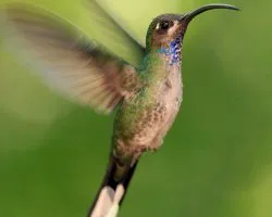 Campylopterus hemileucurus