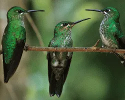 Heliodoxa jacula