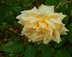 Rosas Amarillas