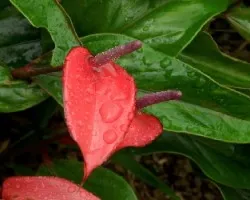 Anturio 