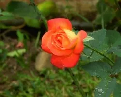 Botón de rosa