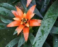 Bromelia sp