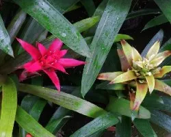 Bromelia sp