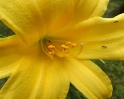 Ã‚Â¡Ã‚Â¡Viva el Amarillo!!