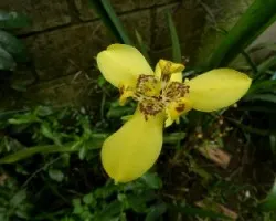 Ã‚Â¡Ã‚Â¡Viva el Amarillo!!