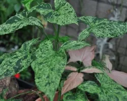 Caladium