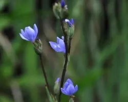 Orthrosanthus chimboracensis