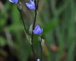  Orthrosanthus chimboracensis